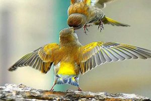 lote-medio_0000_33e8e07f-a7f1-4ca7-9767-716ac8875961_0000_a49eca42-8ef7-4b91-b207-fc03eabd2a34 lote-medio_0000_33e8e07f-a7f1-4ca7-9767-716ac8875961_0000_a49eca42-8ef7-4b91-b207-fc03eabd2a34