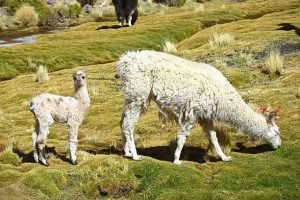 lote medio_0002_05dd6777-3250-4e10-8f21-e838b2657fa9 lote medio_0002_05dd6777-3250-4e10-8f21-e838b2657fa9